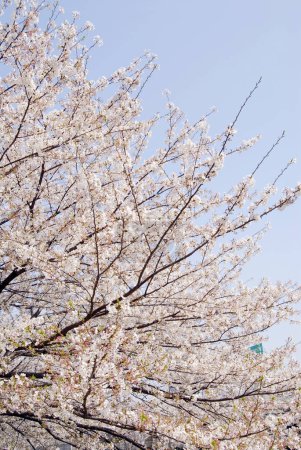 Téléchargez les photos : Fleur de cerisier au printemps - en image libre de droit