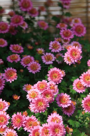 Foto de Flores rosadas en el jardín - Imagen libre de derechos