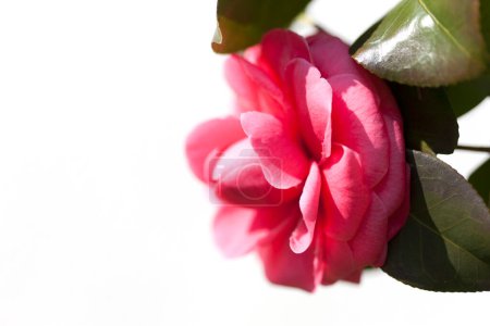 Téléchargez les photos : Gros plan de rose rose dans le jardin - en image libre de droit