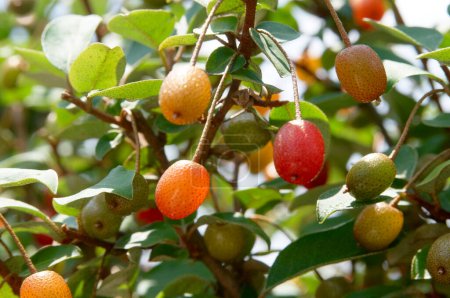 Téléchargez les photos : Elaeagnus Multiflora Fruits colorés sur branche - en image libre de droit