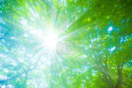Photo for Sun rays in the green forest - Royalty Free Image