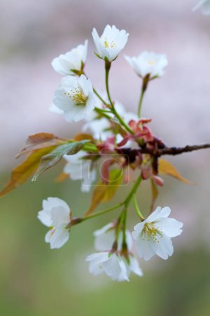 Las flores blancas de cerezo sobre las ramas