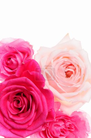 Téléchargez les photos : Roses roses isolées sur fond blanc - en image libre de droit
