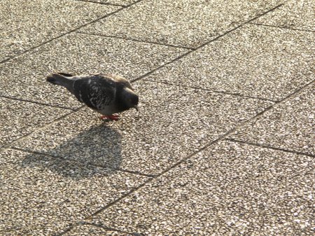 Téléchargez les photos : Un pigeon sur un sol carrelé avec une ombre - en image libre de droit