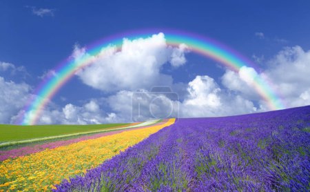 Foto de Arco iris sobre el campo con flores - Imagen libre de derechos
