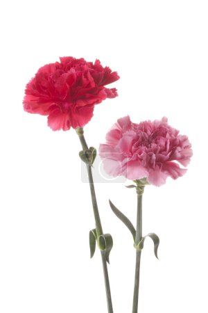 Téléchargez les photos : Fleurs d'oeillet rose et rouge isolées sur blanc - en image libre de droit