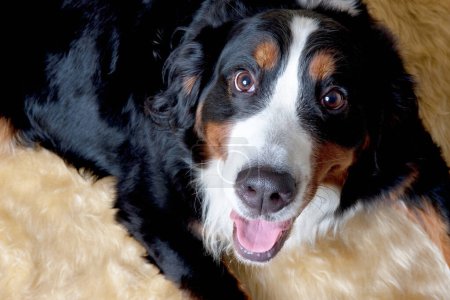 Téléchargez les photos : Un chien étendu sur un tapis moelleux avec la langue ouverte - en image libre de droit