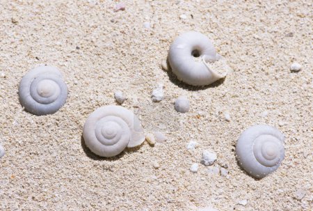 Foto de Un grupo de conchas en una playa de arena - Imagen libre de derechos
