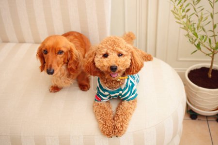 Photo for Two cute dogs sitting on a couch at home - Royalty Free Image