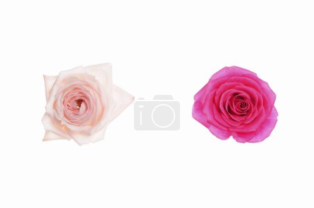 Foto de Rosas rosadas aisladas sobre fondo blanco - Imagen libre de derechos
