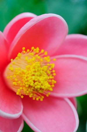Foto de Una flor rosa con estambres amarillos - Imagen libre de derechos