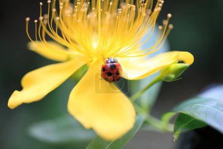 Photo for A ladybug on a yellow flower with green leaves - Royalty Free Image