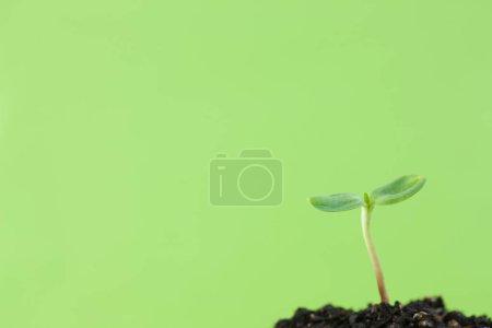 Foto de Green plant on a green  background - Imagen libre de derechos