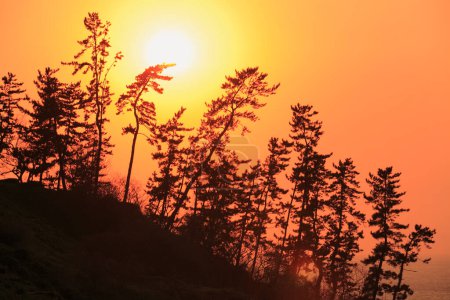 Téléchargez les photos : Silhouette de pins au coucher du soleil - en image libre de droit