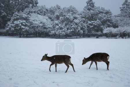 Foto de Dos ciervos lindos en el bosque de invierno nevado - Imagen libre de derechos