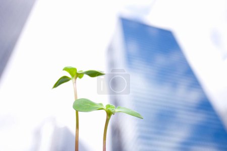 Photo for Close-up view of green plants and blurred city background - Royalty Free Image
