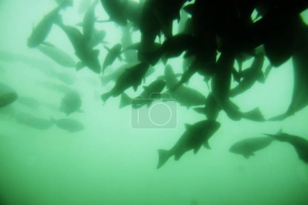 Foto de Hermoso pez nadando en agua de mar azul, vida submarina - Imagen libre de derechos