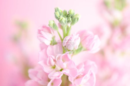 Téléchargez les photos : Un gros plan d'un bouquet de fleurs - en image libre de droit