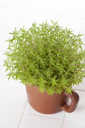 Téléchargez les photos : Une image de Petite plante d'intérieur - en image libre de droit