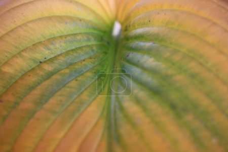 Photo for Close up of beautiful leaf texture, nature background - Royalty Free Image