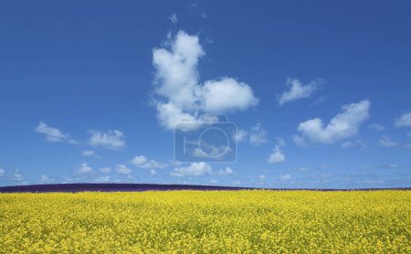 Téléchargez les photos : Champ d'été coloré sous le ciel bleu avec des nuages blancs - en image libre de droit