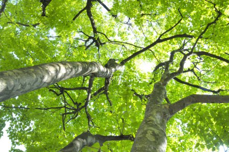 Téléchargez les photos : Beaux arbres verts dans la forêt de printemps, vue sur le fond - en image libre de droit