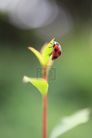 Photo for A ladybug sitting on a green leaf - Royalty Free Image