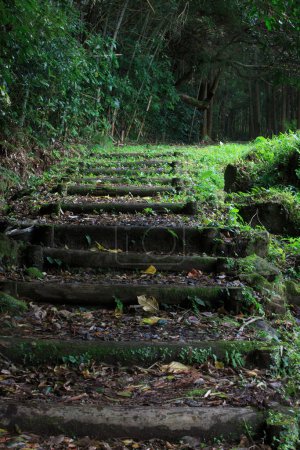 Foto de Escaleras en el bosque - Imagen libre de derechos