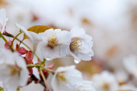 Téléchargez les photos : Fleurs de cerisier blanc sur une branche - en image libre de droit