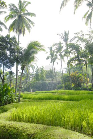Foto de Bosque tropical y campo de arroz, ubud, bali - Imagen libre de derechos