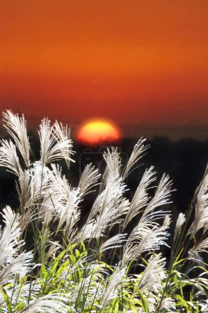 beautiful sunset in the mountains and view of Japanese silver grass
