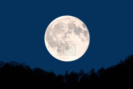 Foto de Una luna llena se ve sobre un bosque - Imagen libre de derechos