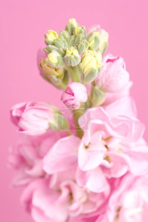 Téléchargez les photos : Une fleur rose avec un fond rose - en image libre de droit
