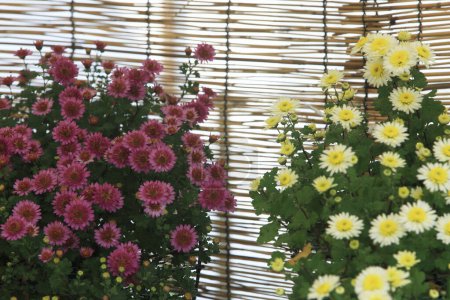 Téléchargez les photos : Fleur colorée et clôture aux couleurs jaune et rose - en image libre de droit
