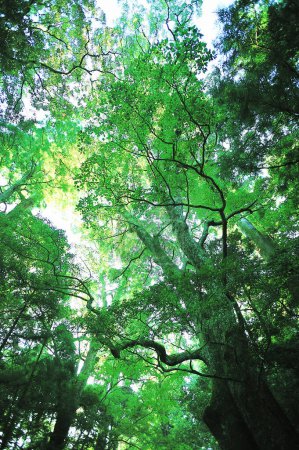 Foto de Árboles verdes en el bosque en el fondo de la naturaleza - Imagen libre de derechos