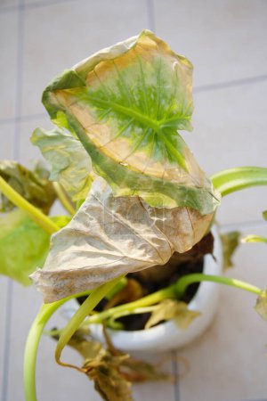 Téléchargez les photos : Plante verte flétrie dans un pot sur fond, gros plan - en image libre de droit