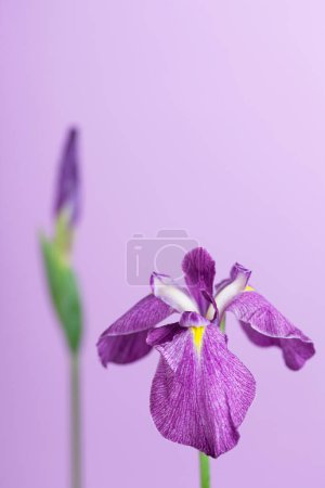 Photo for Clos up of purple iris flower - Royalty Free Image