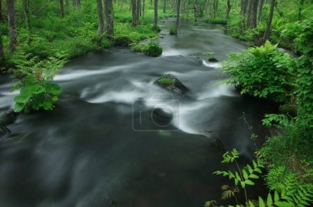 Téléchargez les photos : Cours d'eau dans la forêt de montagne - en image libre de droit