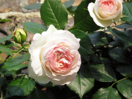 Téléchargez les photos : Roses blanches dans un jardin - en image libre de droit