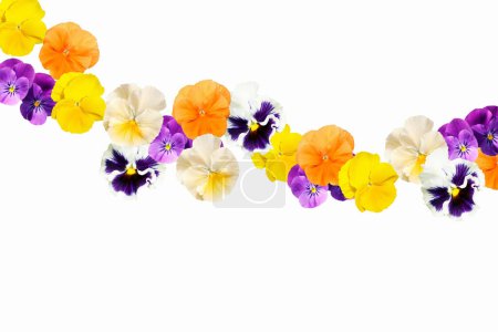 Photo for Beautiful flowers isolated on white - Royalty Free Image