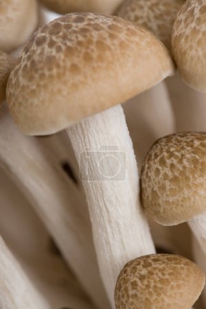 Photo for Pile of raw mushrooms isolated on white background - Royalty Free Image