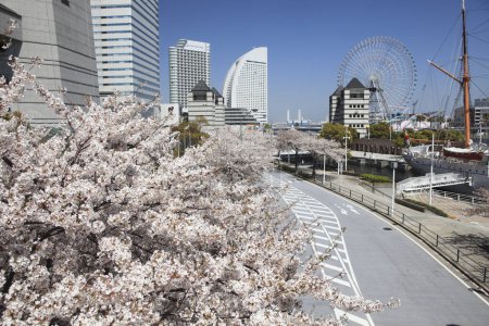 Photo for Full Bloom Cherry Blossoms and ferris wheel in Osaka City, Japan - Royalty Free Image