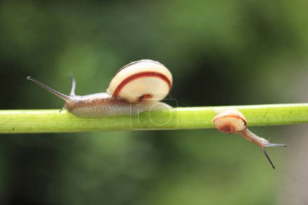 Foto de Un caracol arrastrándose sobre un tallo de una planta - Imagen libre de derechos