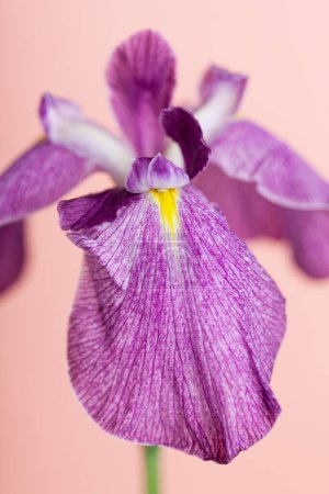 Téléchargez les photos : Beautiful purple iris flower on pink background - en image libre de droit