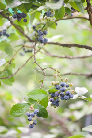 Photo for A bunch of blueberries hanging from a tree - Royalty Free Image