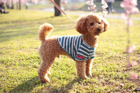 Téléchargez les photos : Mignon chien portant une chemise rayée, portrait rapproché - en image libre de droit