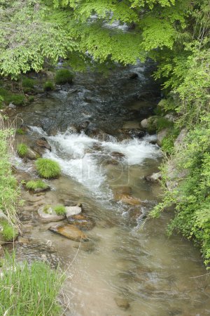 Téléchargez les photos : Petite rivière agitée dans la forêt - en image libre de droit