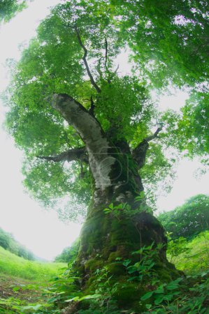 Foto de Un disparo vertical de un árbol verde en un bosque - Imagen libre de derechos