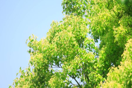 Photo for Green leaves in summer day - Royalty Free Image