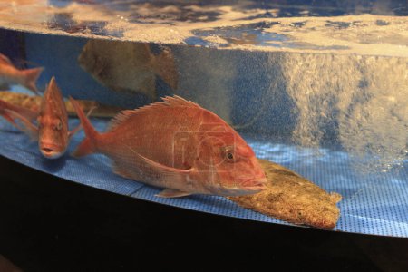 Téléchargez les photos : Poissons rouges dans l'aquarium - en image libre de droit